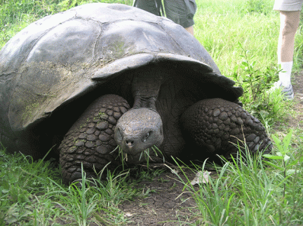 Giant-Tortoise